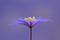Anemone, Anemone blanda 'Atrocaerulea'.