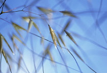 Golden Oats, Stipa gigantea.