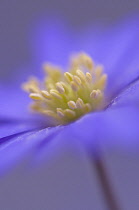 Anemone, Anemone blanda 'Atrocaerulea'.