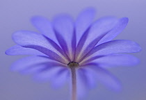 Anemone, Anemone blanda 'Atrocaerulea'.