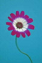 Cineraria, Pericallis hybrid.