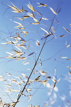 Golden Oats, Stipa gigantea.