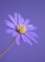 Anemone, Anemone blanda 'Atrocaerulea'.