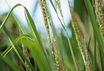 Rice, Oryza sativa.