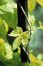 Hop, Humulus lupulus.