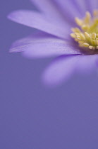 Anemone, Anemone blanda 'Atrocaerulea'.