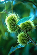 Chestnut, Sweet chestnut, Castanea sativa.