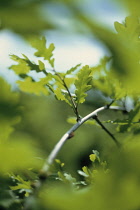 Oak, Quercus robur.