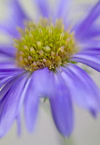 Aster, Aster 'Michaelmas daisy'.