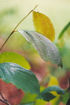Witch Hazel, Hamamelis virginiana.