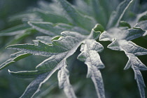 Cardoon, Cynara cardunculus.