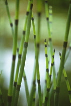 Horsetail, Water horsetail, Equisetum fluviatile.