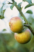Apple, Malus domestica 'Cox's orange pippin'.