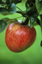 Apple, Malus domestica 'Ellison's Orange'.
