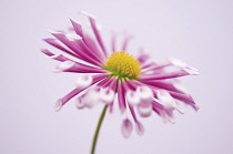 Chrysanthemum.