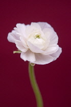 Ranunculus.