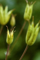 Aquilegia, Columbine.