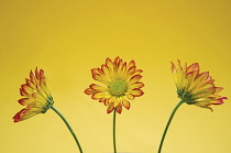 Chrysanthemum, Chrysanthemum 'Roma'.