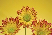 Chrysanthemum, Chrysanthemum 'Roma'.