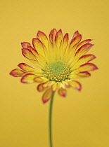 Chrysanthemum, Chrysanthemum 'Roma'.