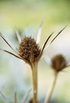 Sea Holly, Eryngium bourgatii.