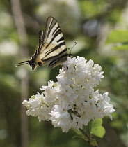 Lilac, Syringa vulgaris.