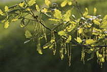 Oak, Quercus robur.