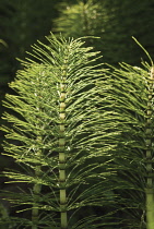 Horsetail, Field horsetail, Equisetum arvense.