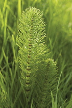 Horsetail, Field horsetail, Equisetum arvense.