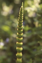 Horsetail, Field horsetail, Equisetum arvense.