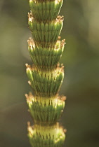 Horsetail, Field horsetail, Equisetum arvense.