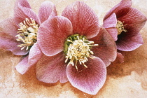 Hellebore, Helleborus orientalis.