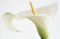 Lily, Arum lily, Calla lily, Zantedeschia.