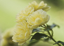 Rose, Yellow banks, Rosa banksiae lutea.