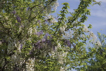 Wisteria, Silky wisteria, Wisteria venusta.