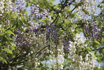 Wisteria, Silky wisteria, Wisteria venusta.