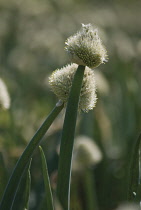 Onion, Allium cepa.