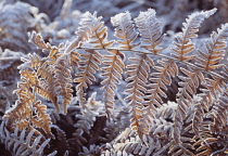 Fern, Bracken, Pteridium aquilinum.