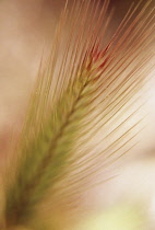 Wallbarley, Hordeum murinum.