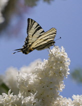 Lilac, Syringa vulgaris.