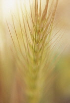 Wallbarley, Hordeum murinum.