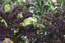 Kale, Scarlet Kale, Oleracea acephala.