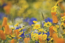 Cornmarigold, Chrysanthemum segetum.