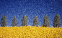 Oilseedrape&Poplar, Brassica napus oleifera & Populus.