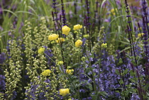 Globeflower, Trollius europaeus.