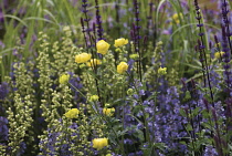 Globeflower, Trollius europaeus.