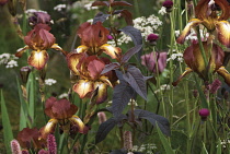 Iris, Iris 'Kent pride'.