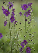 Verbascum, Purple mullein, Verbascum phoeniceum.