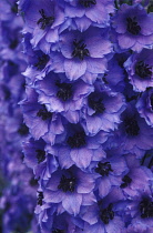 Delphinium, Delphinium 'Lord Butler'.