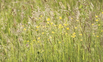 Yorkshirefoggrass, Holcus lanatus.